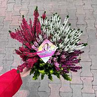 Calluna vulg. 'High Five' mix