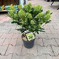 Skimmia jap. 'Finchy'®