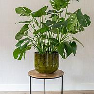 kantoor   studie planten