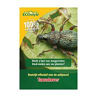 Aaltjes f tegen taxuskevers val