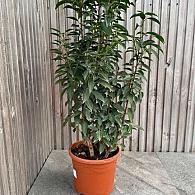 Prunus lusitianica  'portugese laurier'