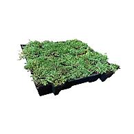 Sedumcassette kant en klaar 57 cm x 38 cm x 6cm €15,80  p/s en €72,95 p/m2