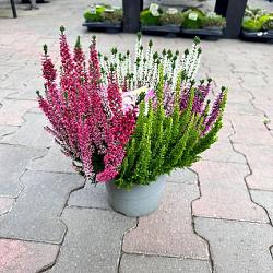 Calluna vulg. 'High Five' mix