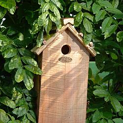 Nstkst koolmees dak riet l15b19h32