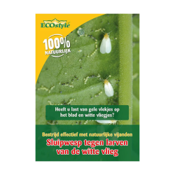 Sluipwesp tegen larven witte vlieg