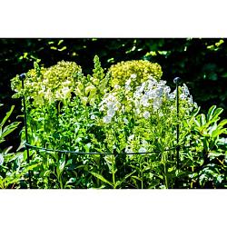 Steunring pinnup 1/3 rond d81cm