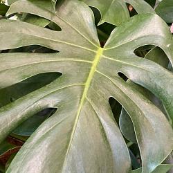 Monstera deliciosa ca 110 cm hoog.