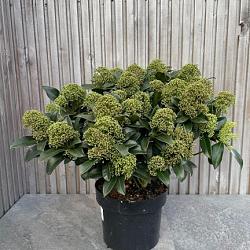 Skimmia jap. 'Fragrant Cloud'