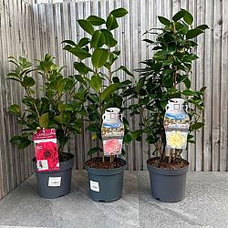 Camellia j. 'Brushfield's Yellow'