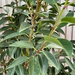 Prunus lusitianica  'portugese laurier'