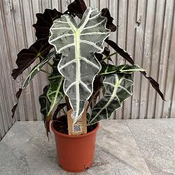 Alocasia amazonica 'Polly'