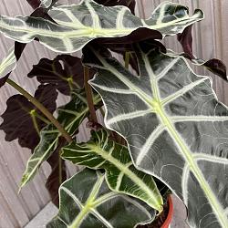 Alocasia amazonica 'Polly'