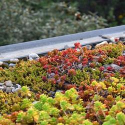 Sedum&groene daken-az 800g