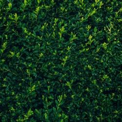 Groene planten bladvdng gebr.750ml