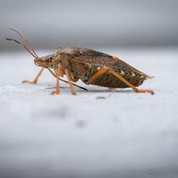 Aaltjes l tegen larven taxus-kever
