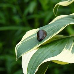 Escar-go slakkenkorrels 200g