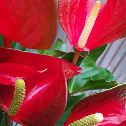 Anthurium 'Dynamite Red Imp'