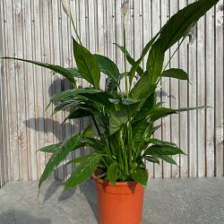 Spathiphyllum 'Bingo Cupido'