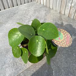 Pilea peperomoides