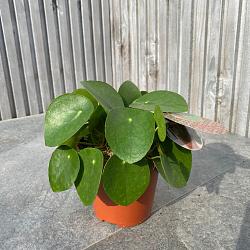 Pilea peperomoides