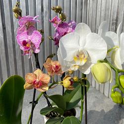 Diverse orchideeën vanaf 9.99