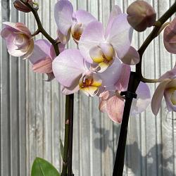 Diverse orchideeën vanaf 9.99