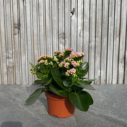 Kalanchoe blos. 'Calandiva Weaver'