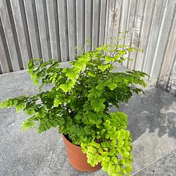 Adiantum raddi. 'Fritz-Luthi'