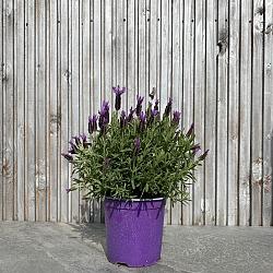 Lavandula stoechas purple Italië