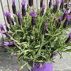 Lavandula stoechas purple Italië