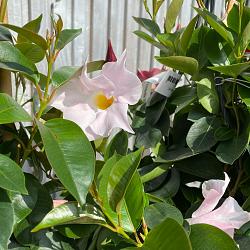 Dipladenia sundavilla 'Pink'