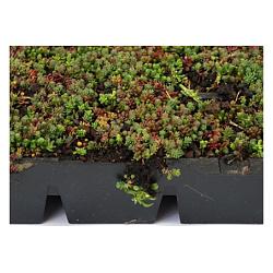 Sedumcassette kant en klaar 57 cm x 38 cm x 6cm €15,80  p/s en €72,95 p/m2