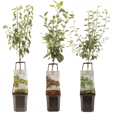Wonder tree fruitboom diverse soorten