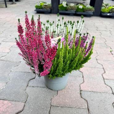 Calluna vulg. 'High Five' mix