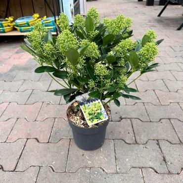 Skimmia jap. 'Finchy'®