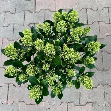 Skimmia jap. 'Finchy'®