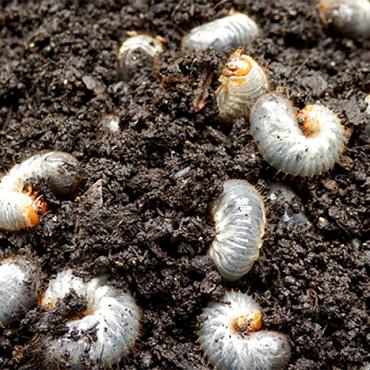 Aaltjes h tegen engerlingen 250mln