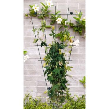 Trellis waaier incl. 4 muurbev. grn