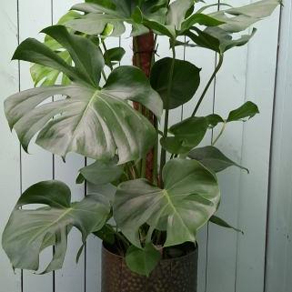 Monstera deliciosa ca 110 cm hoog.