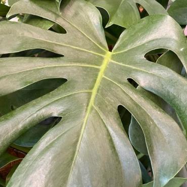 Monstera deliciosa ca 110 cm hoog.