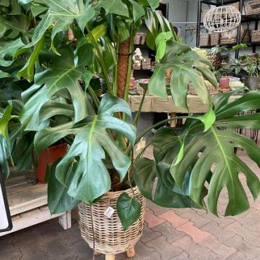 Monstera deliciosa ca 110 cm hoog.