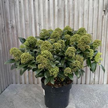 Skimmia jap. 'Fragrant Cloud'
