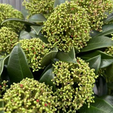 Skimmia jap. 'Fragrant Cloud'