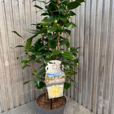 Camellia j. 'Brushfield's Yellow'
