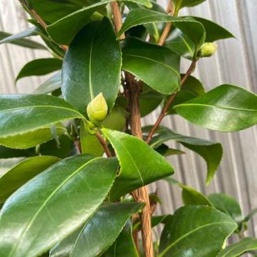Camellia j. 'Brushfield's Yellow'