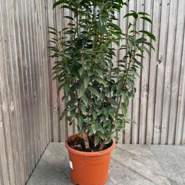 Prunus lusitianica  'portugese laurier'