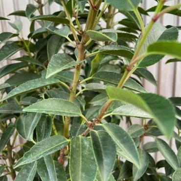 Prunus lusitianica  'portugese laurier'