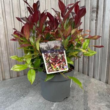 Leucothoe 'Zeblid'