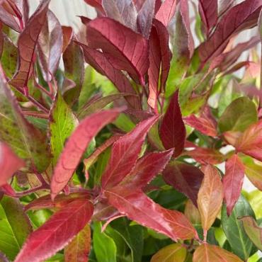Leucothoe 'Zeblid'