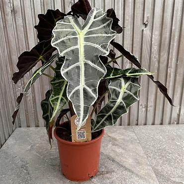 Alocasia amazonica 'Polly'